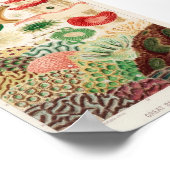 illustratie van het mariene leven poster (Hoek)