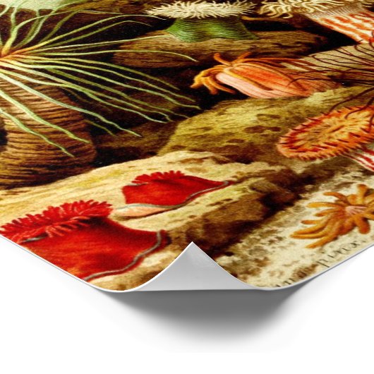 illustratie van het mariene leven poster (Hoek)