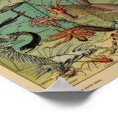  illustratie van het mariene leven poster (Hoek)