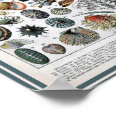  illustratie van het mariene leven poster (Hoek)