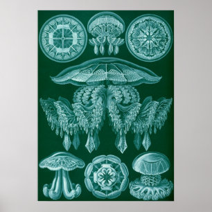illustratie van het mariene leven poster