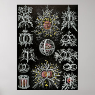  illustratie van het mariene leven poster