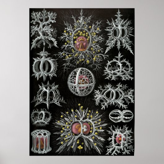  illustratie van het mariene leven poster (Voorkant)