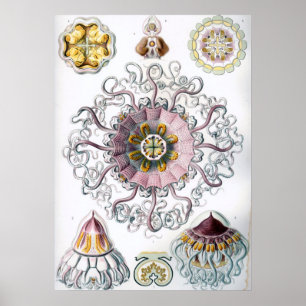  illustratie van het mariene leven poster