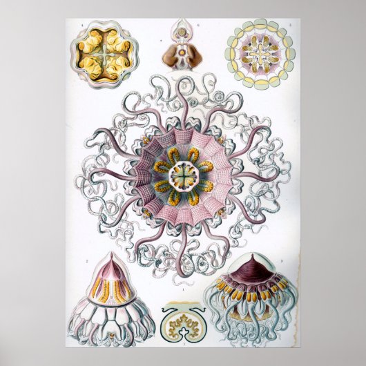 illustratie van het mariene leven poster (Voorkant)