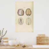 illustratie van het menselijk brein poster (Keuken)