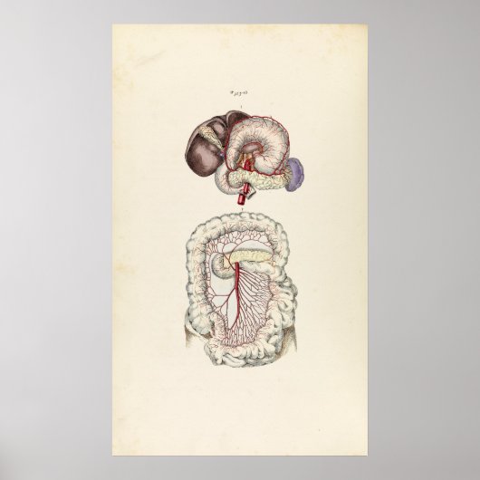 illustratie van het spijsverteringsstelsel poster (Voorkant)