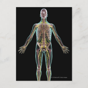 Illustratie van het zenuwstelsel briefkaart