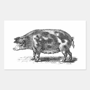 illustratie van huishog - 1800's Varkens Rechthoekige Sticker