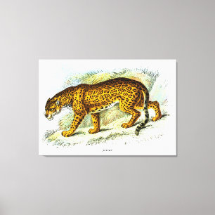 illustratie van jaguar Animal Canvas Afdruk