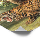 Illustratie van Jaguar (Felis onca) Poster (Hoek)