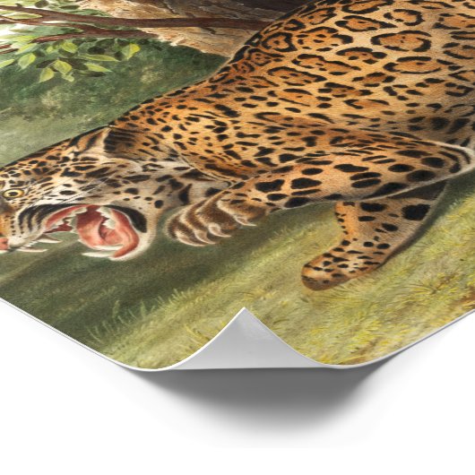 Illustratie van Jaguar (Felis onca) Poster (Hoek)
