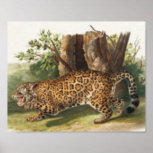 Illustratie van Jaguar (Felis onca) Poster