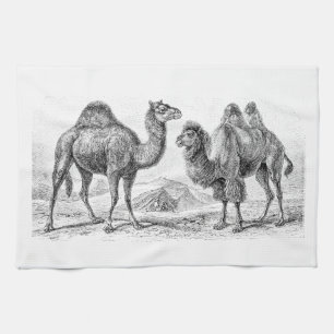  illustratie van kameel - Antiek rekenkamers Theedoek