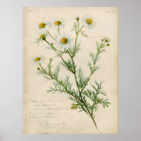Illustratie van kamille in vintage botanische kuns
