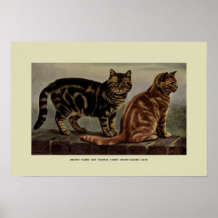 illustratie van katten poster