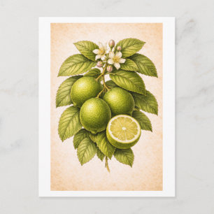Illustratie van Key Lime in vintage botanische sti Briefkaart