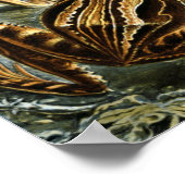  illustratie van kikkers poster (Hoek)