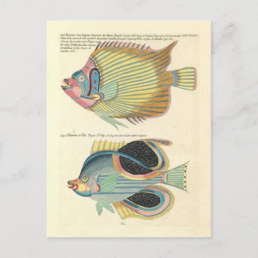  Illustratie van Kleurrijke Vis Briefkaart (Voorkant)