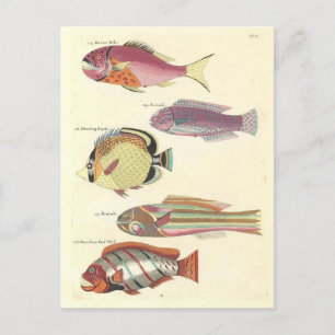 Illustratie van Kleurrijke Vis Briefkaart