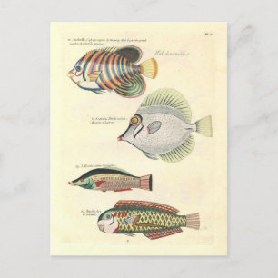  Illustratie van Kleurrijke Vis Briefkaart