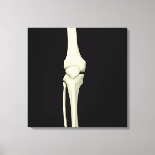 Illustratie van knie bot, recht canvas afdruk