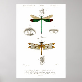  illustratie van libellen bij dieren poster