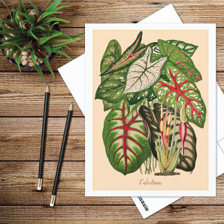 Illustratie van meerkleurig Caladium-Plant Briefkaart