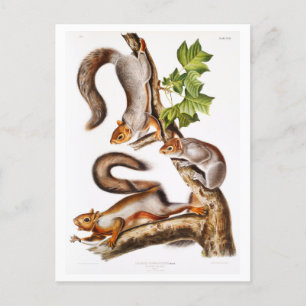  illustratie van migrerende eekhoorns briefkaart