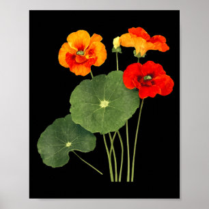 Illustratie van nasturtium bloem vintage natuur ku poster