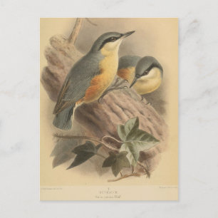  illustratie van Nuthatch Briefkaart