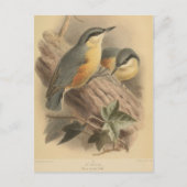  illustratie van Nuthatch Briefkaart (Voorkant)