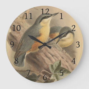  illustratie van Nuthatch Grote Klok