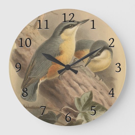  illustratie van Nuthatch Grote Klok (Voorkant)