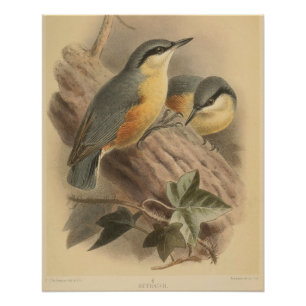  illustratie van Nuthatch Perfect Poster