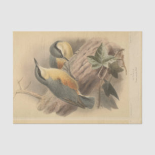 illustratie van Nuthatch Tissuepapier