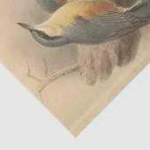  illustratie van Nuthatch Tissuepapier (Detail)