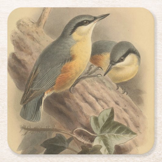  illustratie van Nuthatch Vierkante Kartonnen Onderzetter (Voorkant)