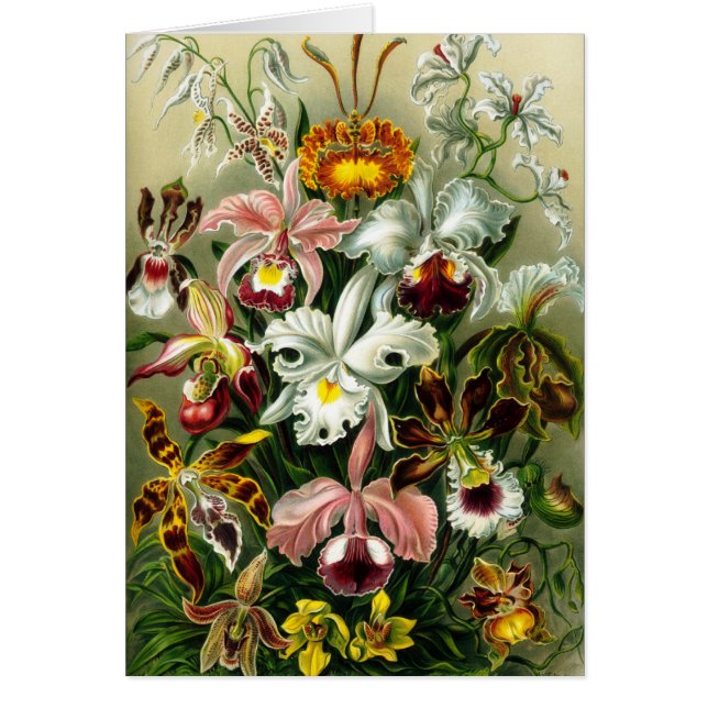  illustratie van orchideeën (Voorkant)