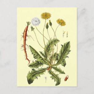 Illustratie van paardenbloem in vintage stijl briefkaart