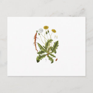 Illustratie van paardenbloem in vintage stijl briefkaart