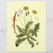 Illustratie van paardenbloem in vintage stijl flyer (Achterkant)