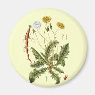 Illustratie van paardenbloem in vintage stijl magneet