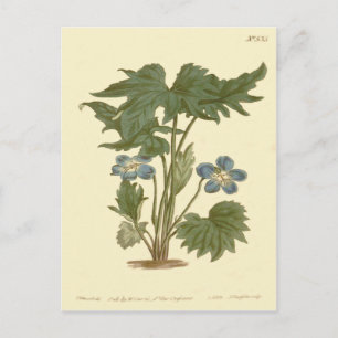 Illustratie van palmviooltjesblauw briefkaart