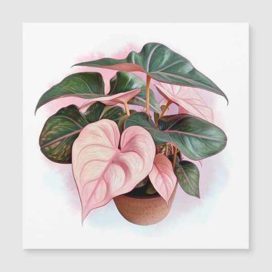 Illustratie van Pink Princess Philodendron (Voorkant)