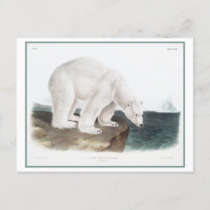 illustratie van Polar Beer Briefkaart