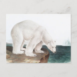 Illustratie van poolBeer (Ursus maritimus) Briefkaart