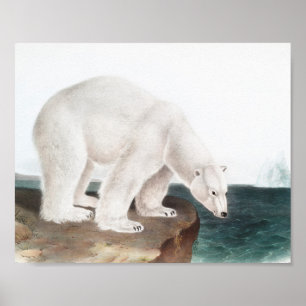 Illustratie van poolBeer (Ursus maritimus) Poster