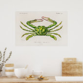  illustratie van schelpdieren poster (Keuken)