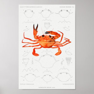  illustratie van schelpdieren poster